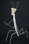 Praying Mantis - Click to Enlarge