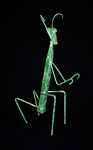 Praying Mantis - Click to Enlarge